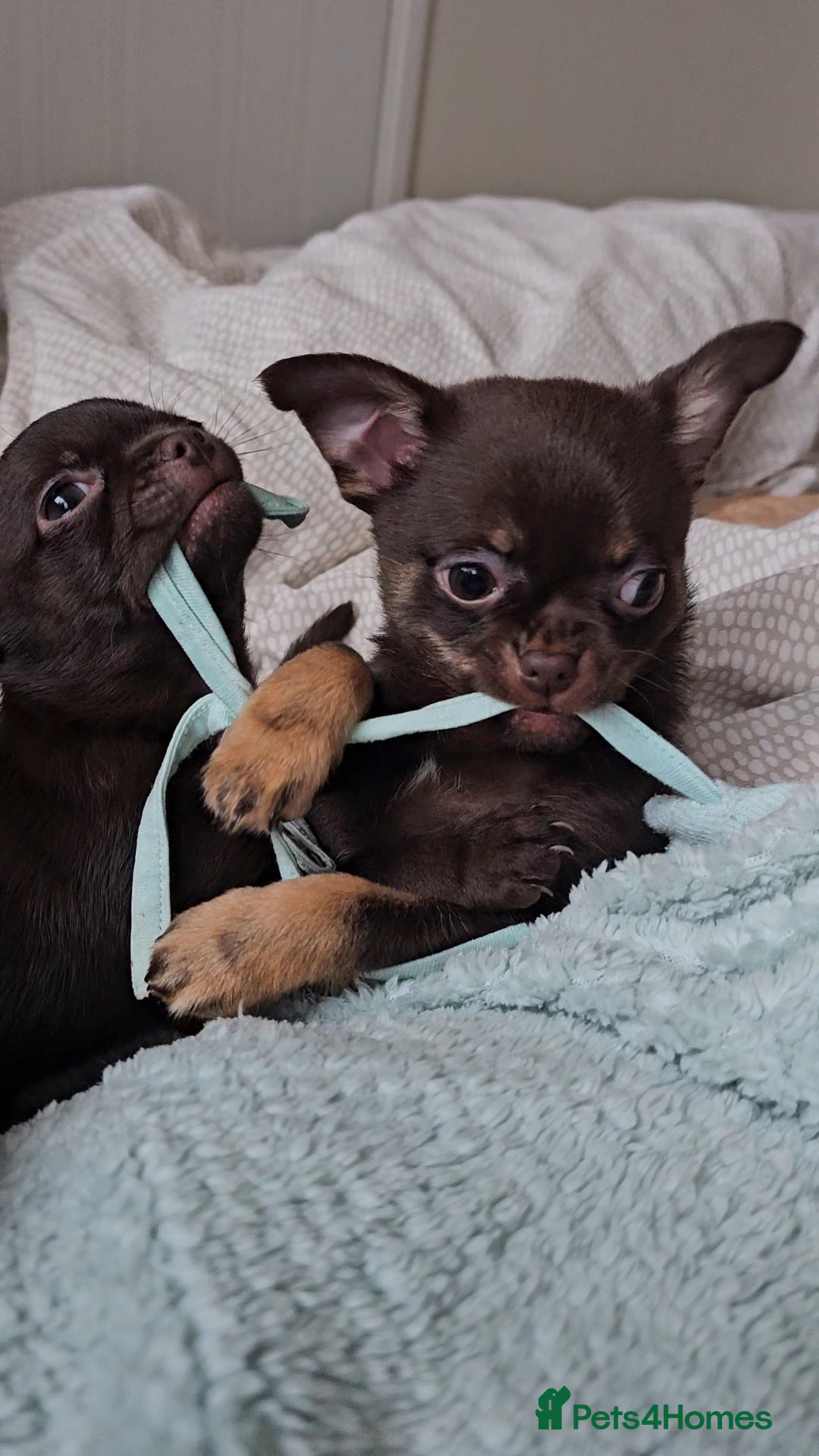 Chihuahua dogs for sale: Chihuahua  - Advert 9