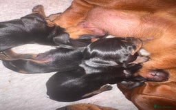 Miniature Dachshund dogs for sale: Kc reg mini smooths  - Image 8