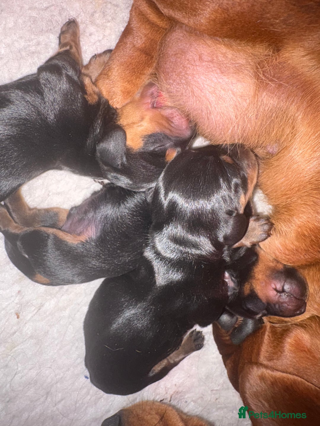 Miniature Dachshund dogs for sale: Kc reg mini smooths  - Image 8