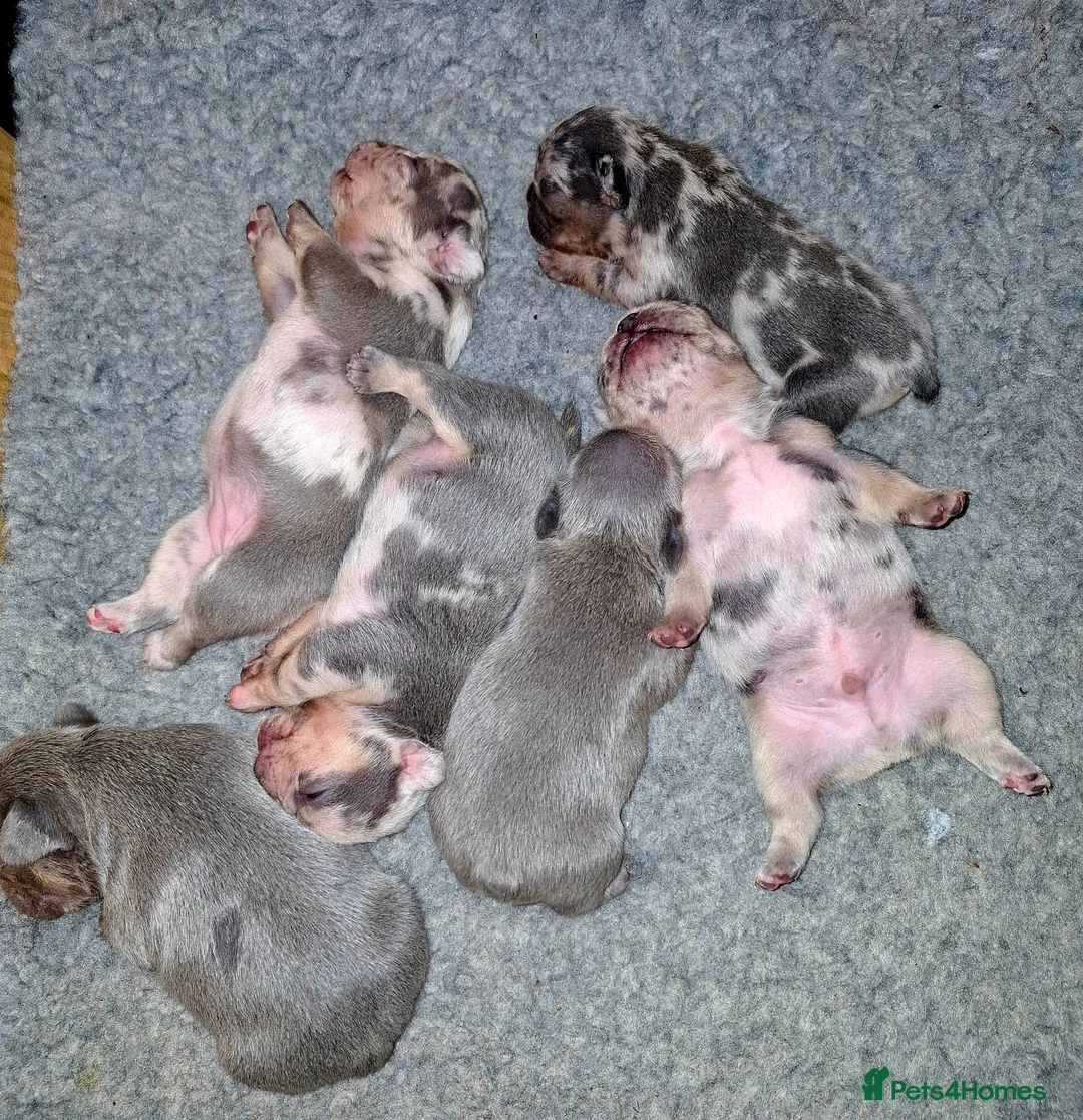 French Bulldog dogs for sale: Gorgeous French Bulldog puppies. in Filey - Advert 2