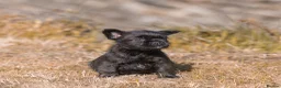 French Bulldog dogs for sale: French bulldog puppies  - Advert 10