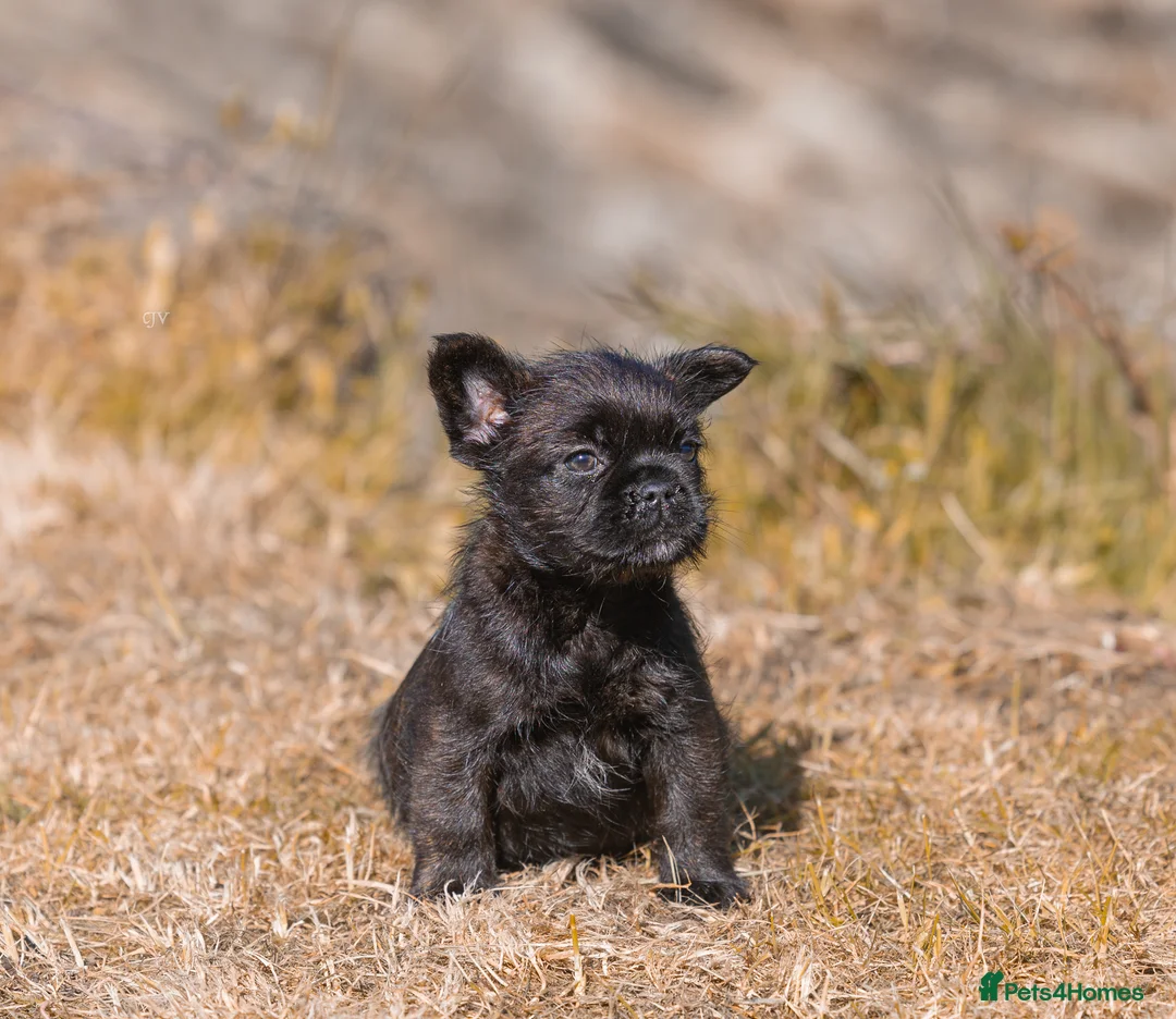 French Bulldog dogs for sale: French bulldog puppies  - Advert 10