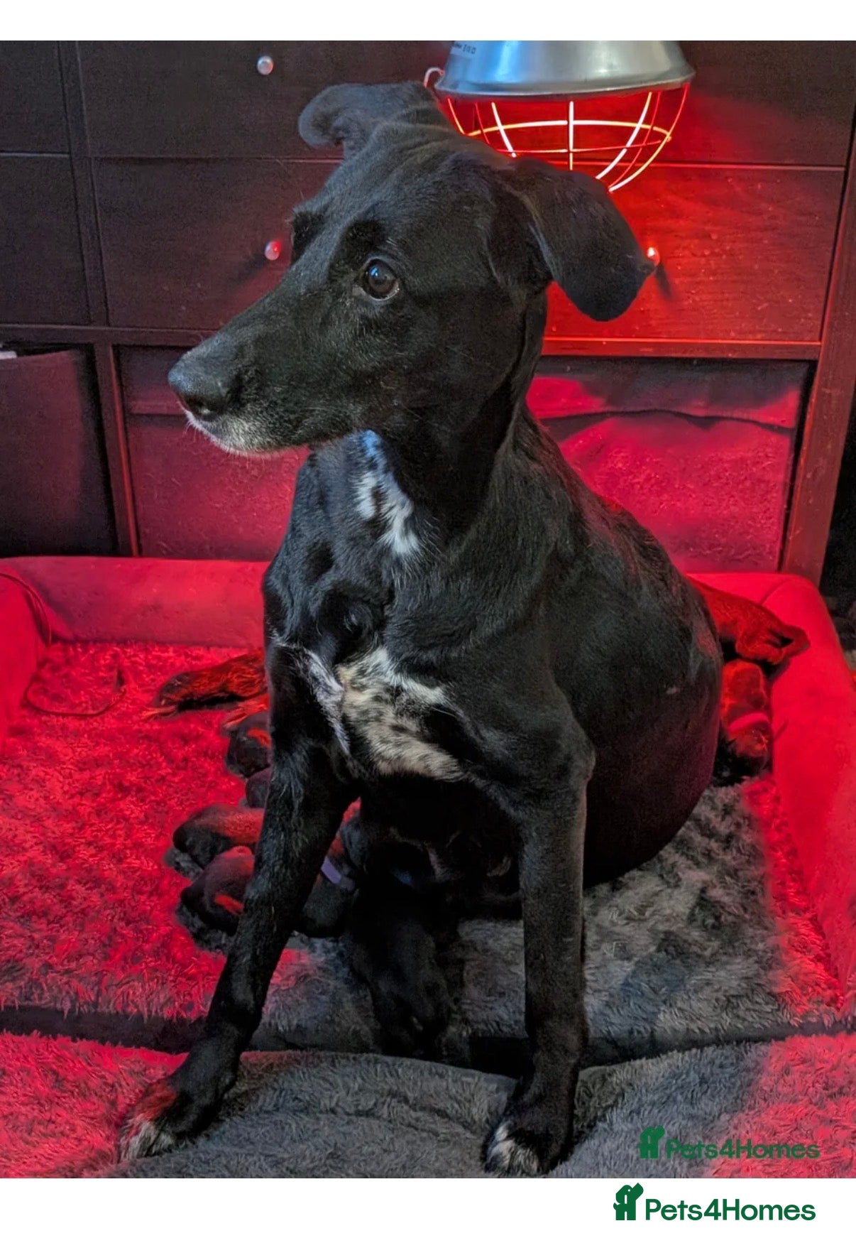 Mixed Breed dogs Creed - German shepmatian x Rottweiler puppy - Advert 2