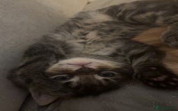 Maine Coon cats for sale: 5 gorgeous 3/4 Maine coon babys - Image 18
