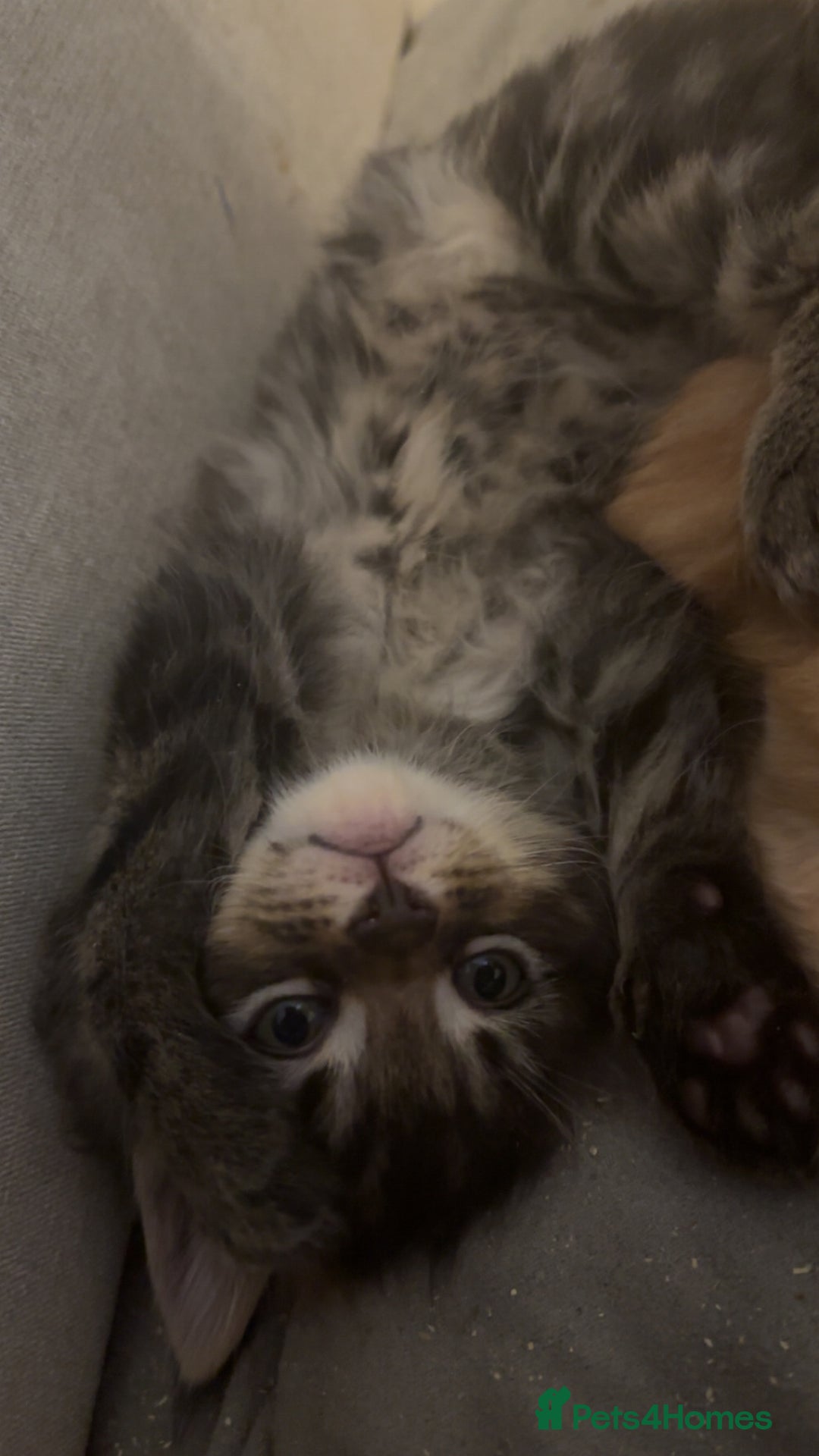 Maine Coon cats for sale: 5 gorgeous 3/4 Maine coon babys - Image 18