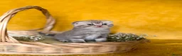 Scottish Fold cats for sale: Scottish Fold Kittens - Advert 6
