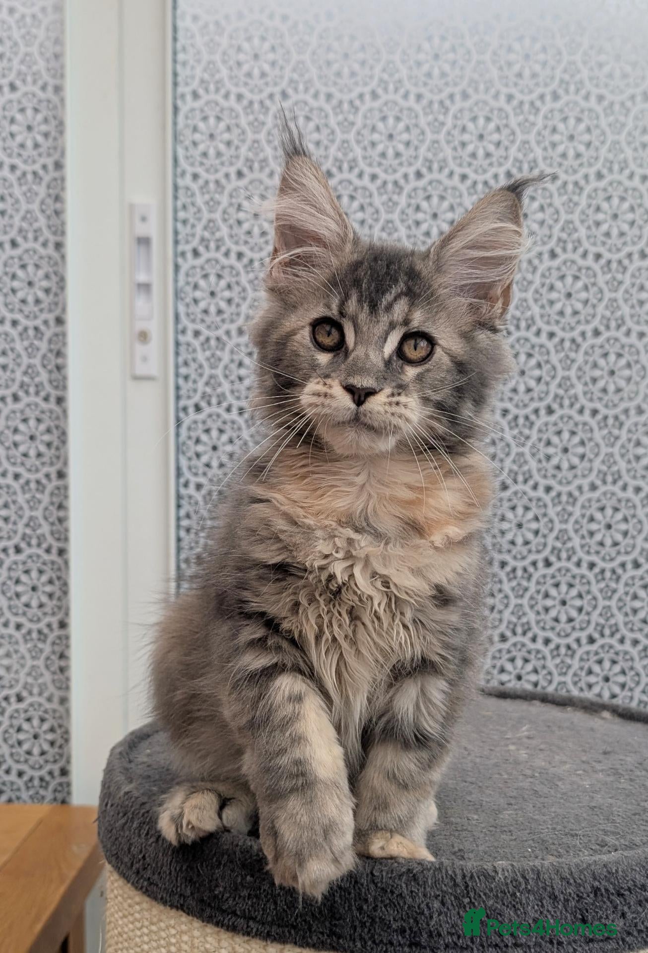 Maine Coon cats Stunning Tica registered Maine coons - Advert 2