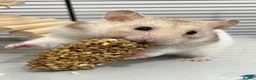 Hamster rodents for sale: Baby hamsters in London - Advert 5