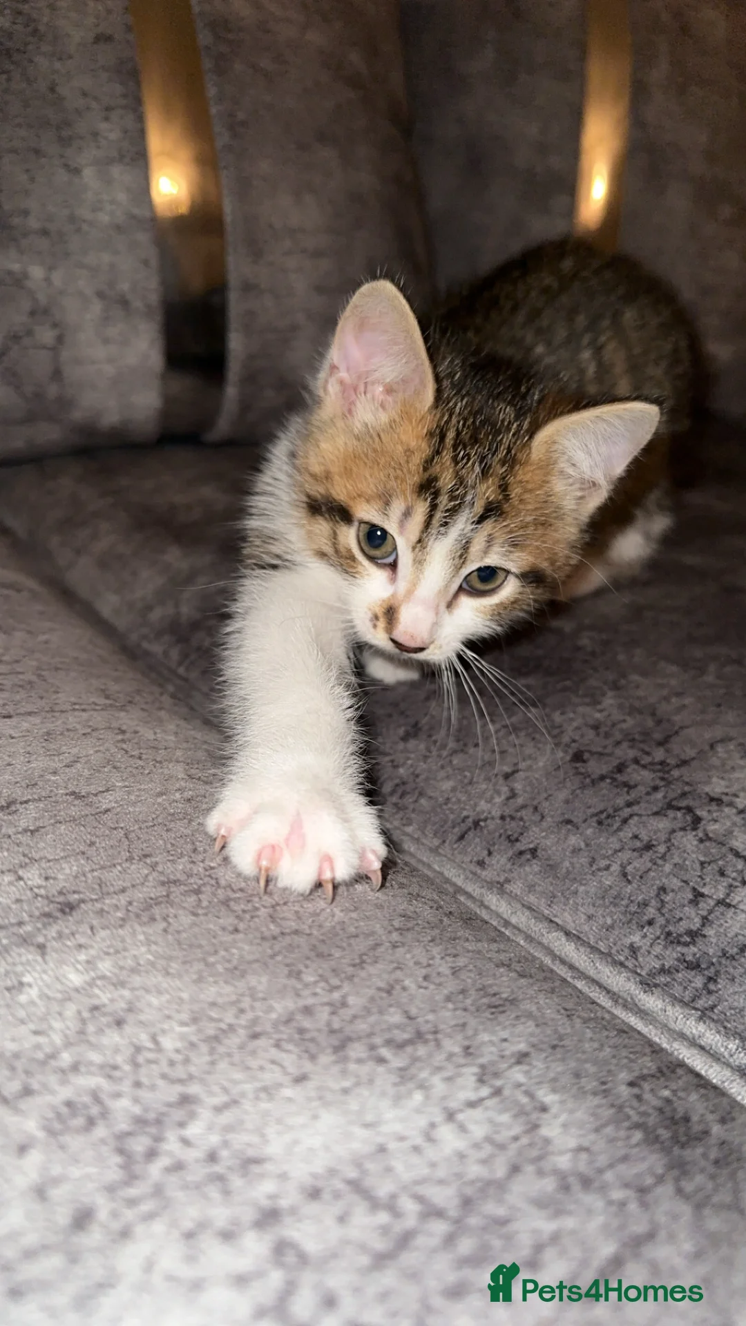 Domestic Shorthair cats for sale: Gorgeous tabby and British shorthair kitten - Advert 29