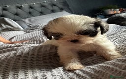 Shih Tzu dogs for sale: Shih zhus puppys - Image 7