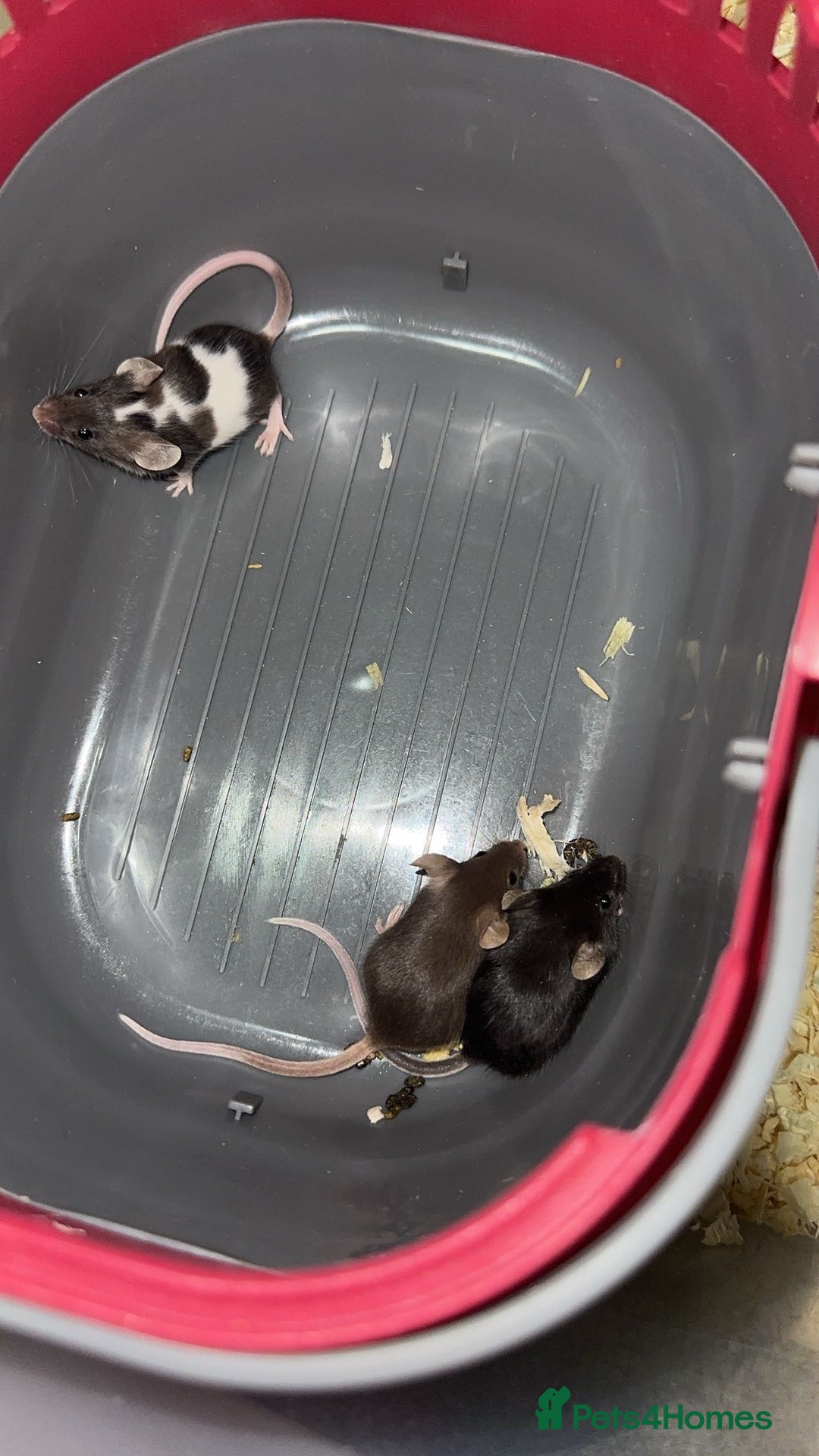 Mouse rodents for sale: Fancy mice  - Advert 8