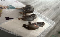 French Bulldog dogs for sale: Frenchie puppy  - Image 13