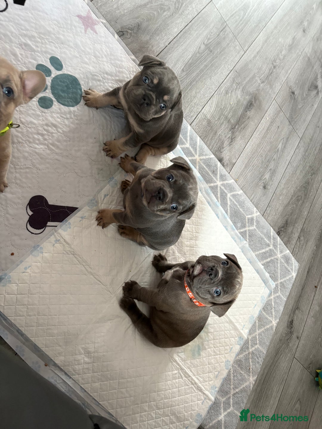French Bulldog dogs for sale: Frenchie puppy  - Image 13