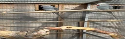 Ringnecks birds for sale: breeding pair of ringnecks - Advert 3