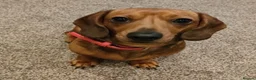 Miniature Dachshund dogs for sale: Miniature Dachshund pups  in Llanybydder - Advert 3
