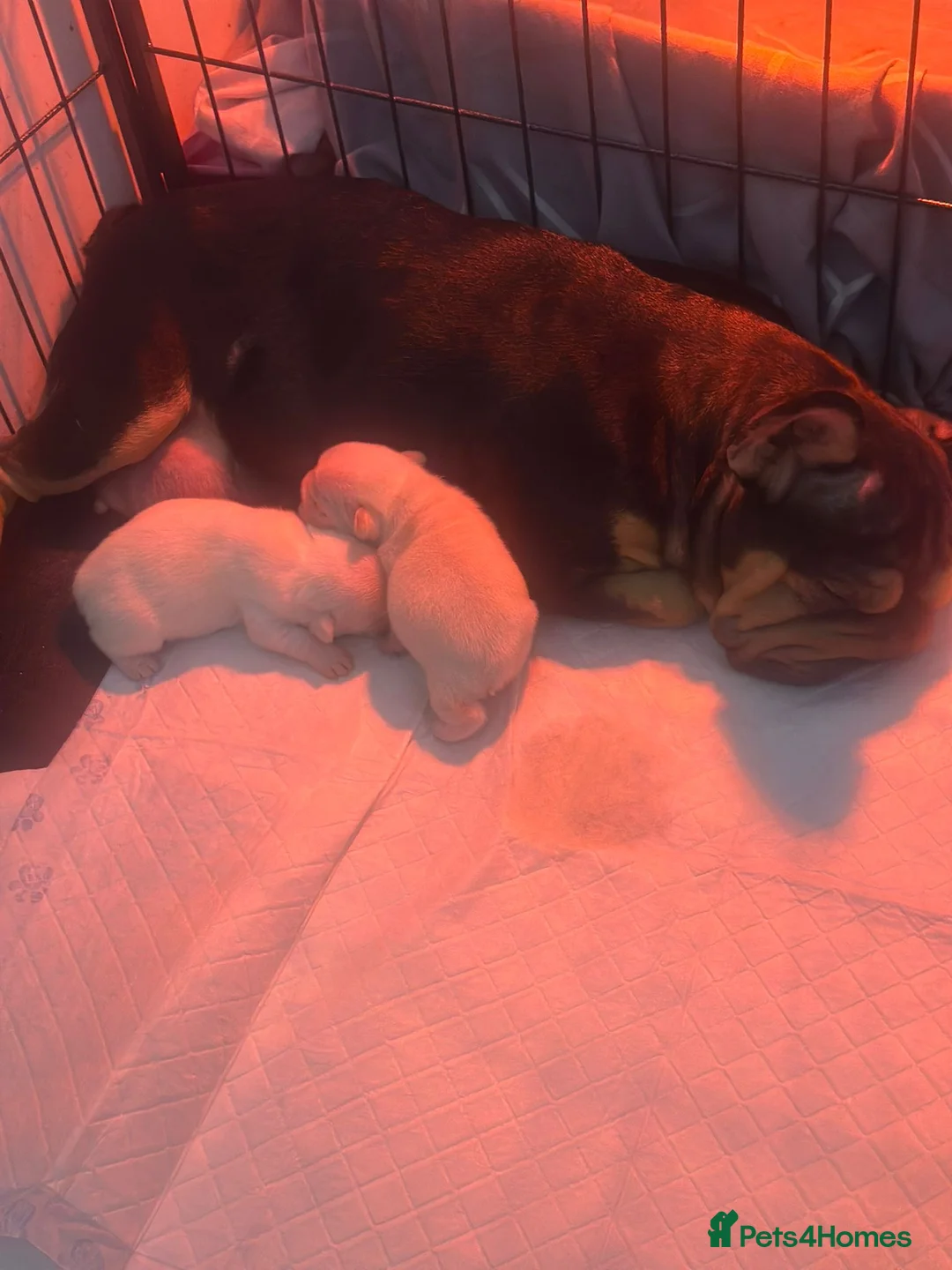 French Bulldog dogs for sale: French bulldog pups  - Advert 8
