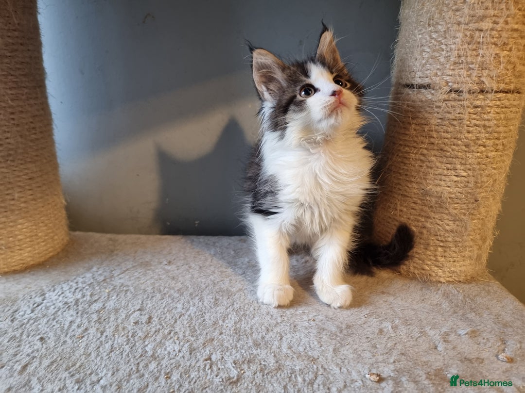 Maine Coon cats for sale: Beautiful Maine Coon kittens  - Advert 5