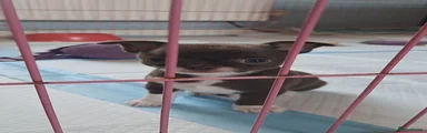 Chihuahua 1