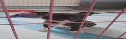 Chihuahua dogs for sale: Chihuahua Puppies  in Norwich - Advert 37