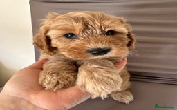 Cockapoo dogs for sale: Adorable Pappy Bread Cockapoo Puppies F2 - Image 26