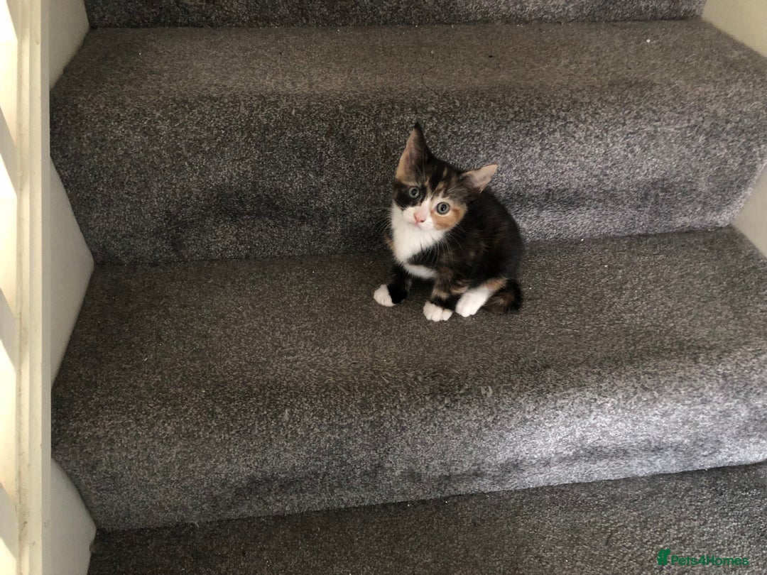 Mixed Breed cats for sale: 4 affectionate, playful kittens for sale. - Advert 4