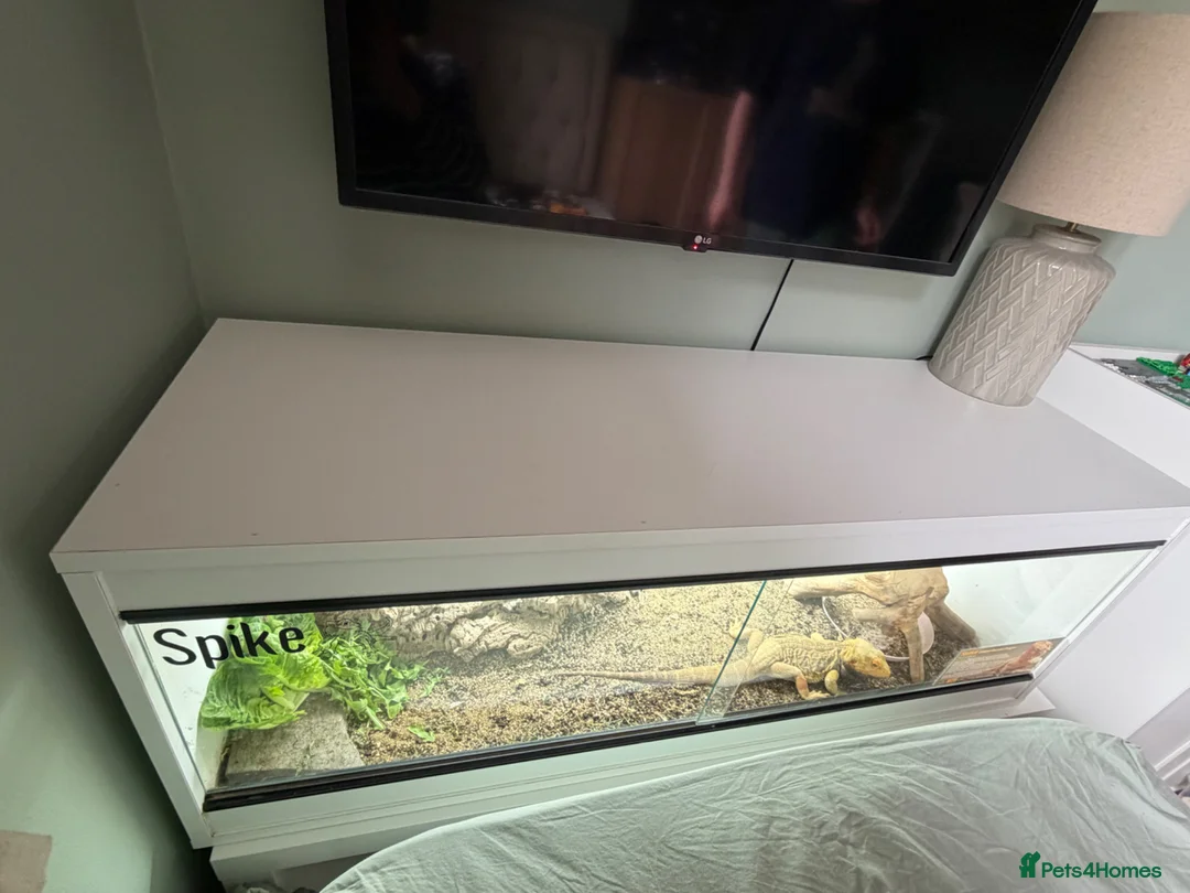 Bearded Dragon reptiles for sale: Bearded dragon with full set up  - Advert 15