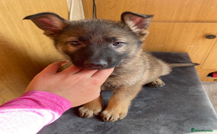 German Shepherd dogs - Advert 1