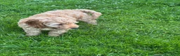 Cockapoo dogs for sale: Red & Apricot Cockapoo Puppies in Airdrie - Advert 20