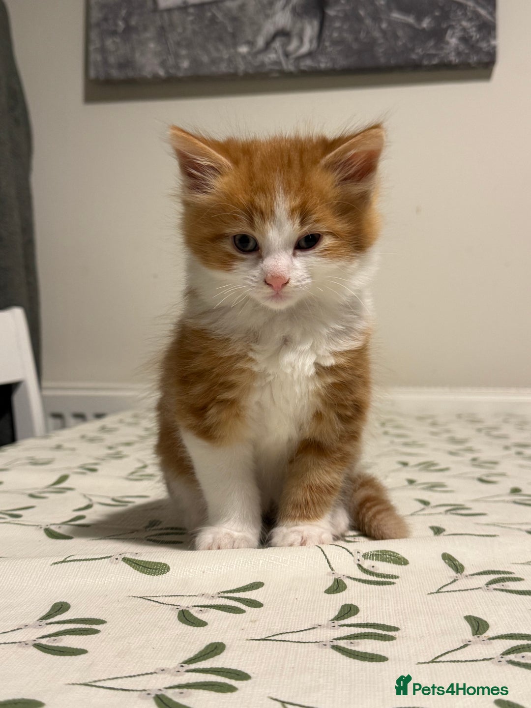 Mixed Breed cats for sale: 8 Weeks Old, Kittens for Sale - Advert 4