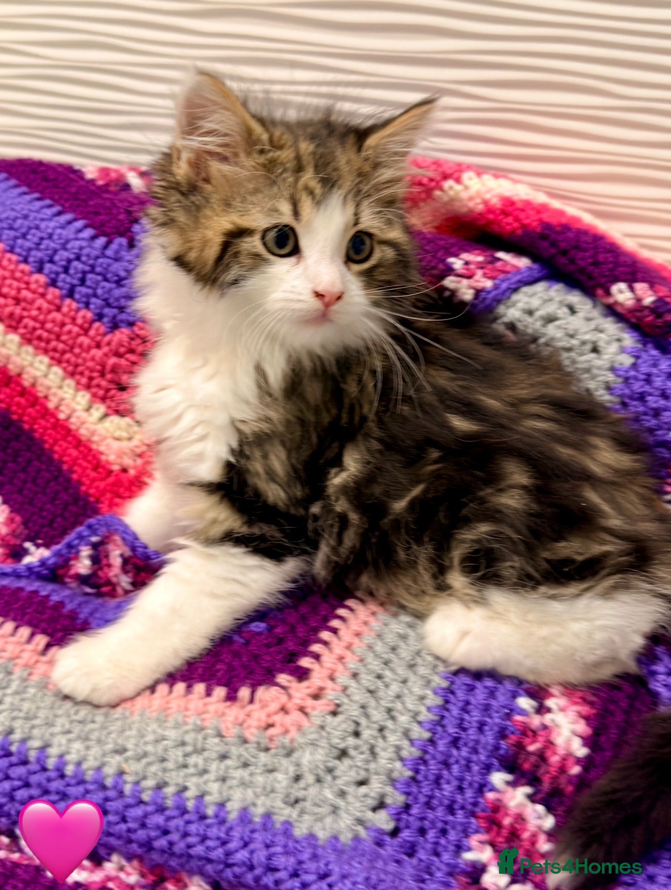 Mixed Breed cats 💖 MAINE COON X RAGDOLL *PARENTS HEALTH TESTED* 💖 - Advert 4