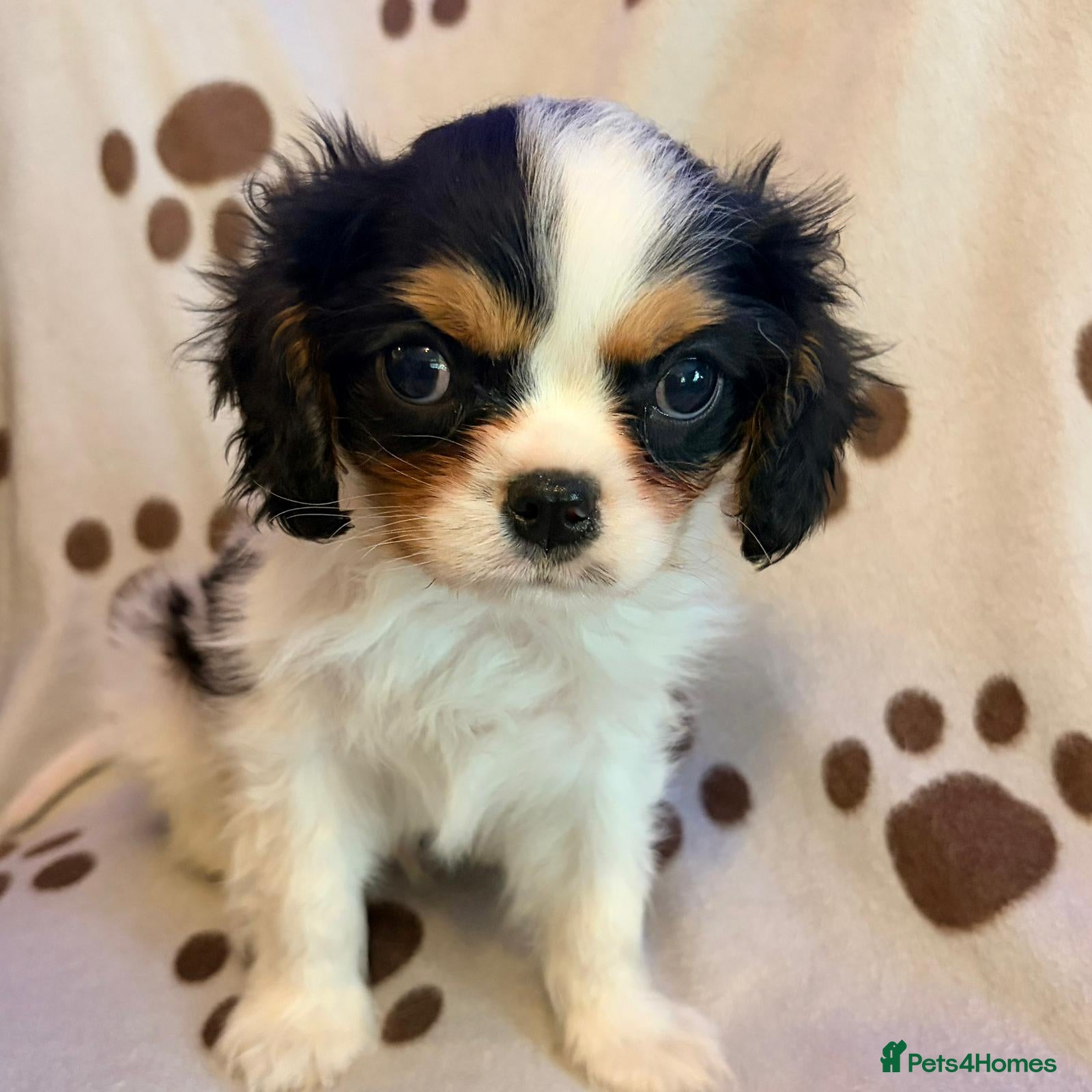 Cavalier King Charles Spaniel dogs beautiful male cavalier king charles spaniel pups - Advert 4