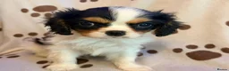 Cavalier King Charles Spaniel dogs for sale: beautiful male cavalier king charles spaniel pups - Advert 1
