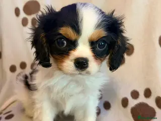 Cavalier King Charles Spaniel dogs beautiful male cavalier king charles spaniel pups - Advert 4