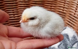 Chickens poultry for sale: Sweet Little Barbu d’Anvers Chicks Now Available - Image 21