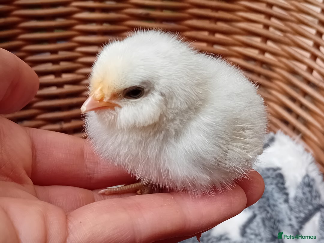 Chickens poultry for sale: Sweet Little Barbu d’Anvers Chicks Now Available - Image 21