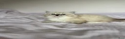 Ragdoll cats for sale: Family raised GCCF ragdoll kittens  - Advert 14