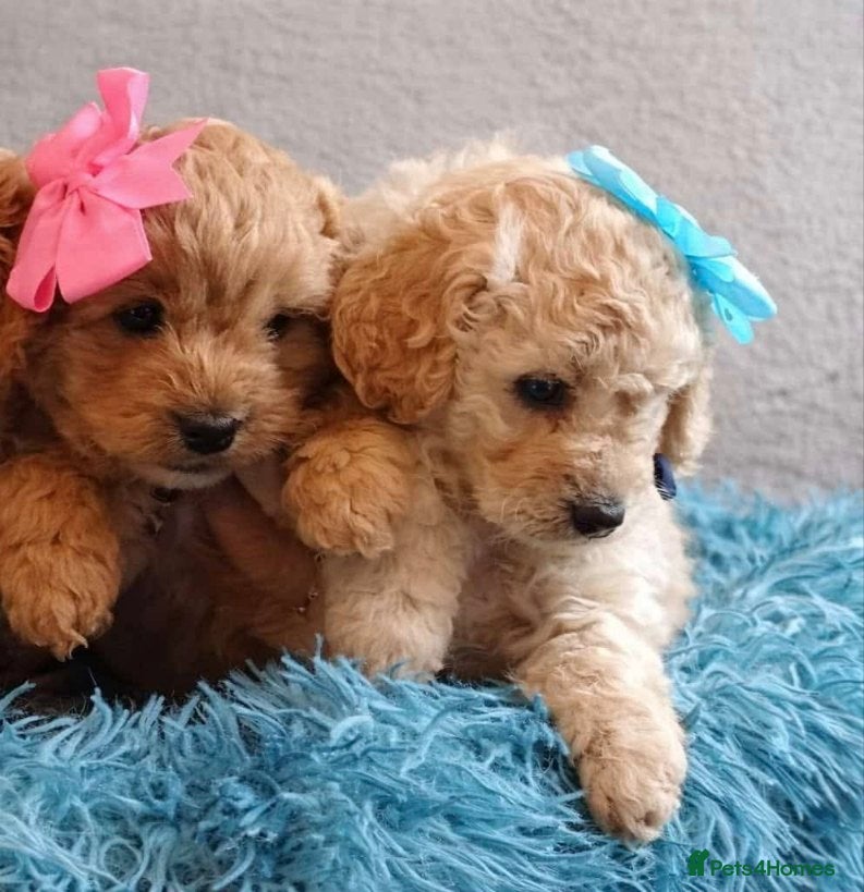 Cockapoo dogs One boy and one girl  - Advert 1