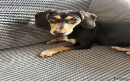 Dachshund dogs for sale: 8 month gorgeous chocolate/tri dachshund girl - Image 4