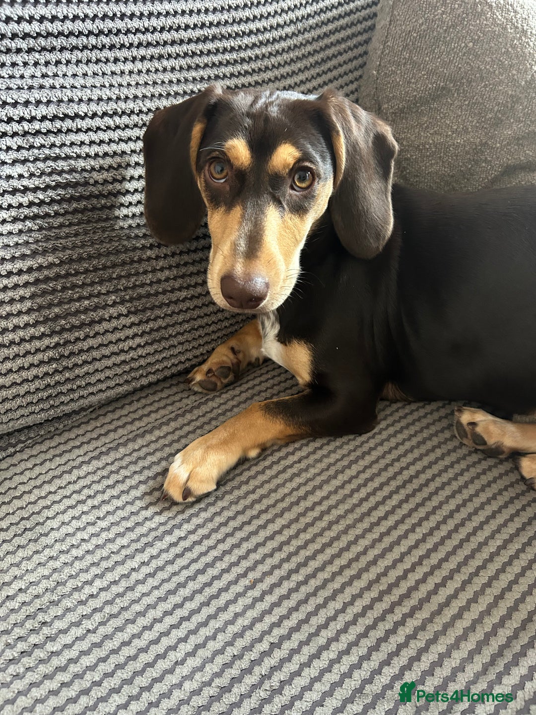 Dachshund dogs for sale: 8 month gorgeous chocolate/tri dachshund girl - Image 4