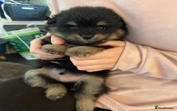 Mixed Breed dogs for sale: Pomspitz super fluffy babies  - Image 13
