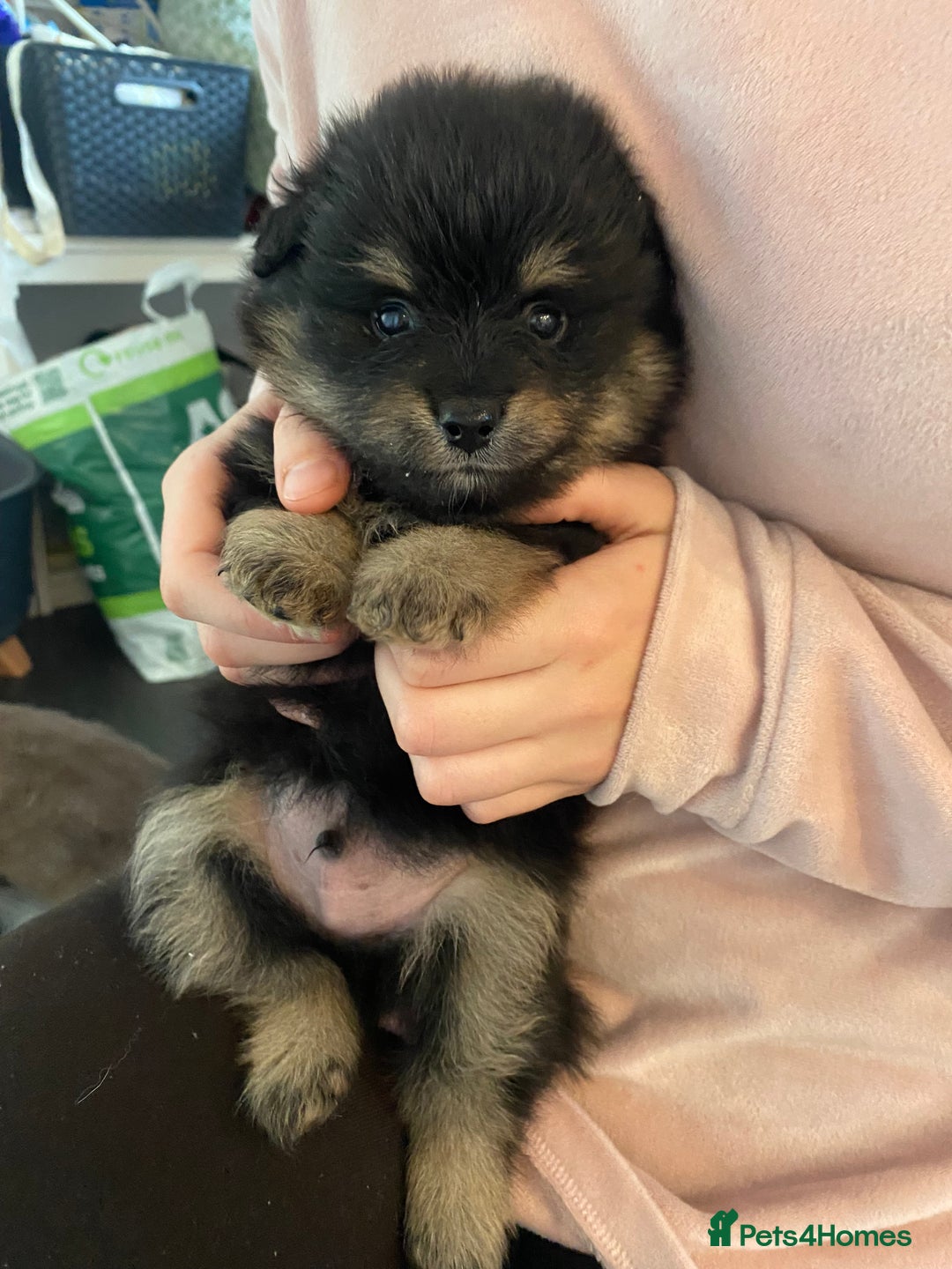 Mixed Breed dogs for sale: Pomspitz super fluffy babies  - Image 13