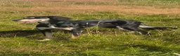 Saluki dogs for sale: Stunning Saluki Pups - Advert 6