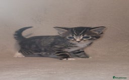 Russian Blue cats for sale: Kittens for sale - Advert 11