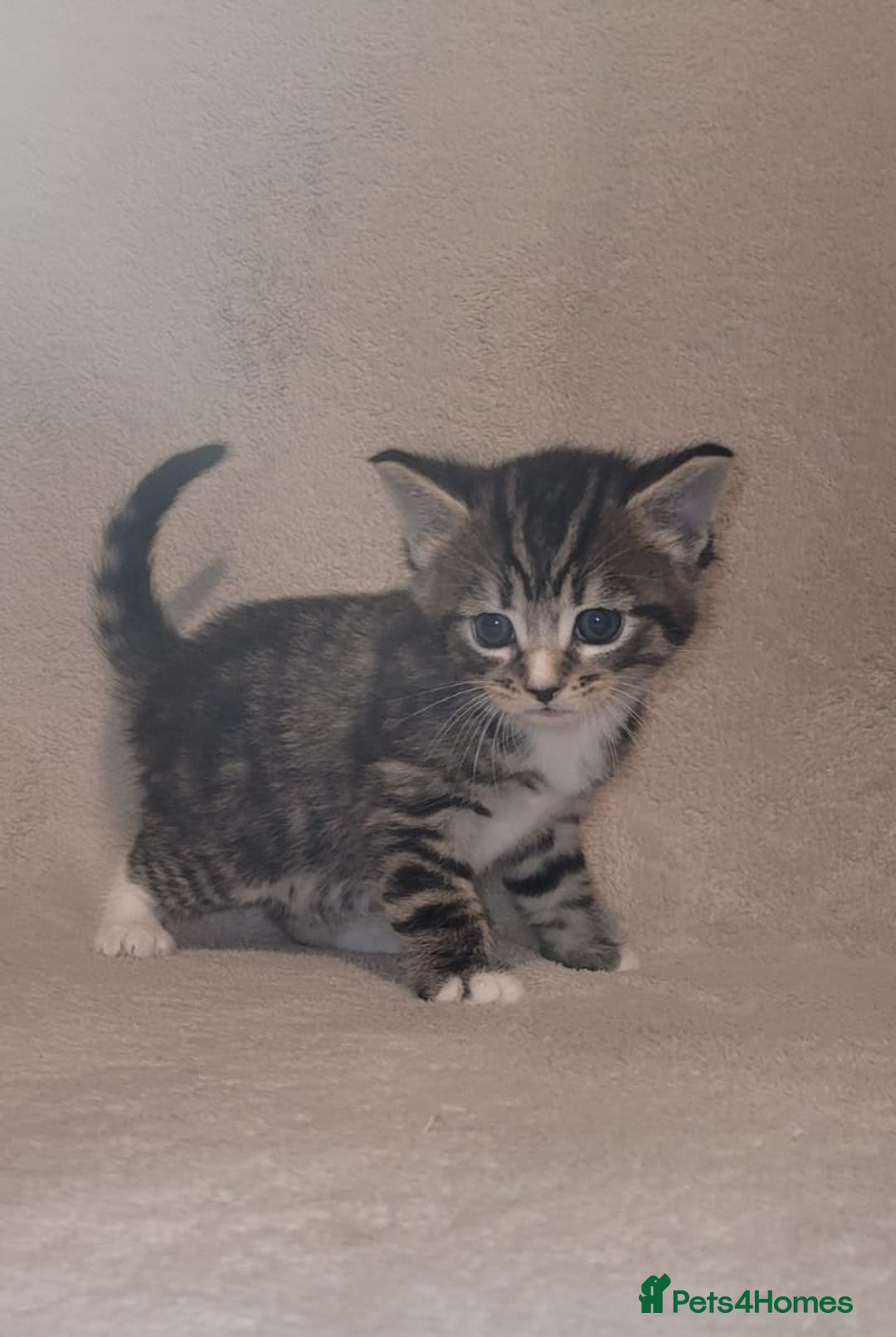 Russian Blue cats for sale: Kittens for sale - Advert 11