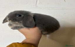 Mini Lop rabbits for sale: Beautiful Baby Mini Lops Ready Now  - Image 4