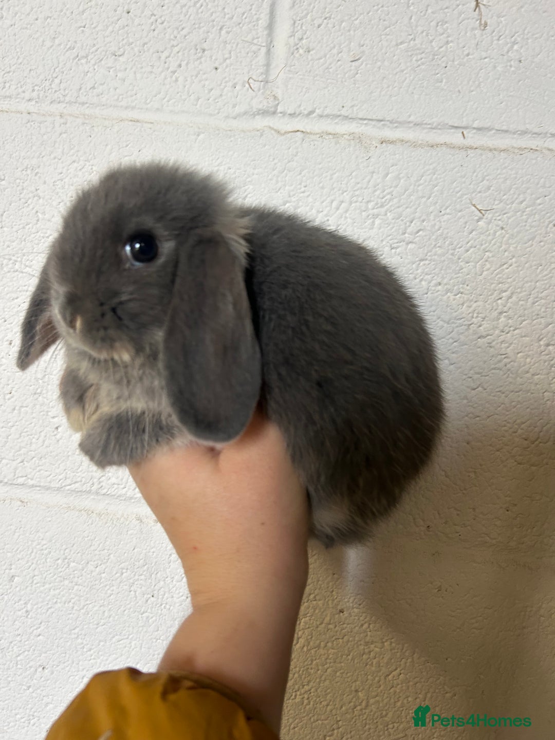 Mini Lop rabbits for sale: Beautiful Baby Mini Lops Ready Now  - Image 4