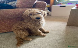 Mini Goldendoodle dogs for sale: Goldendoodle Girl - Image 5