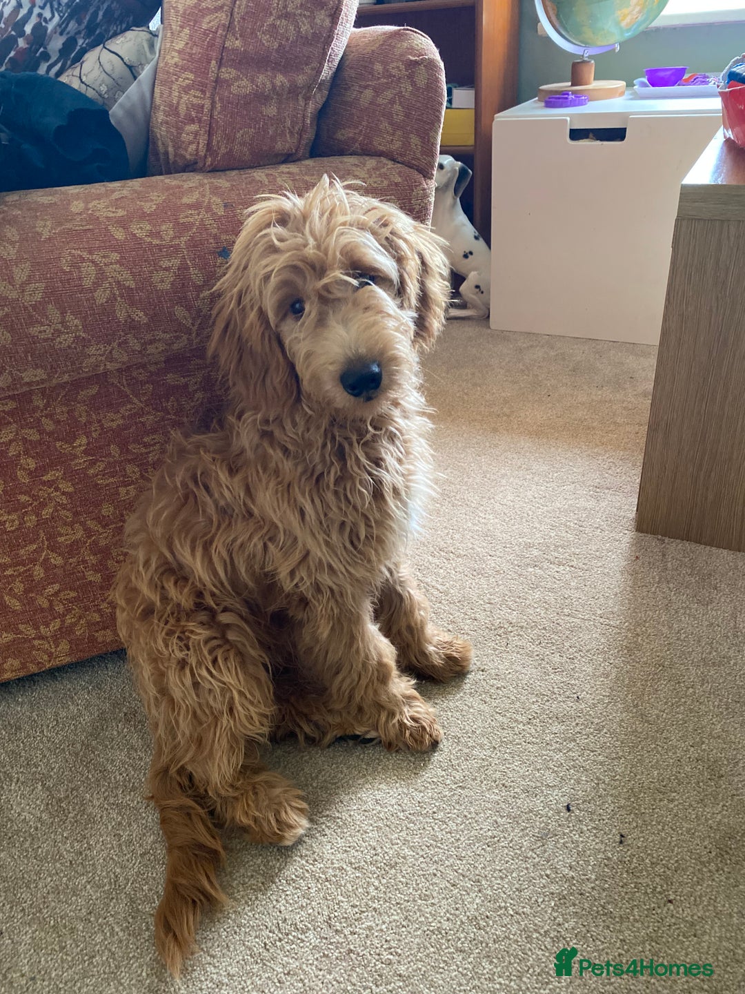 Mini Goldendoodle dogs for sale: Goldendoodle Girl - Image 5