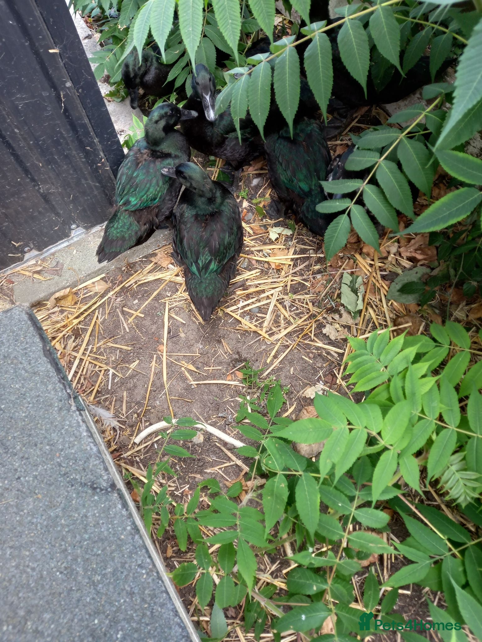 Ducks poultry black east indie ducklings (not runners) - Advert 17