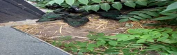 Ducks poultry for sale: black east indie ducklings (not runners) in Southminster - Advert 1